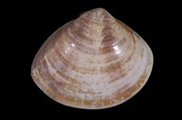 藏品(文蛤)的圖片